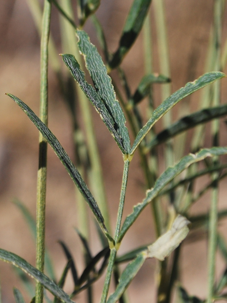 Изображение особи Astragalus krauseanus.