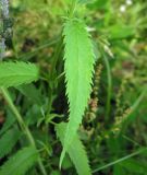 Veronica longifolia