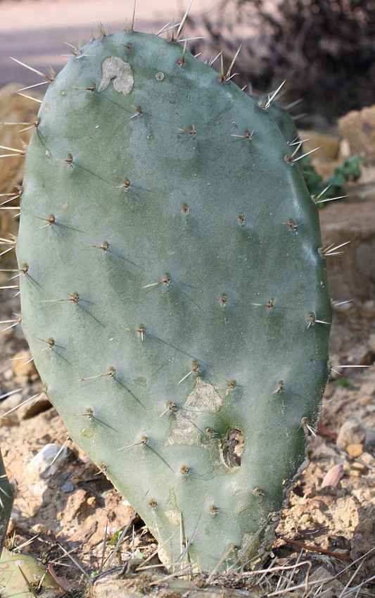 Image of genus Opuntia specimen.