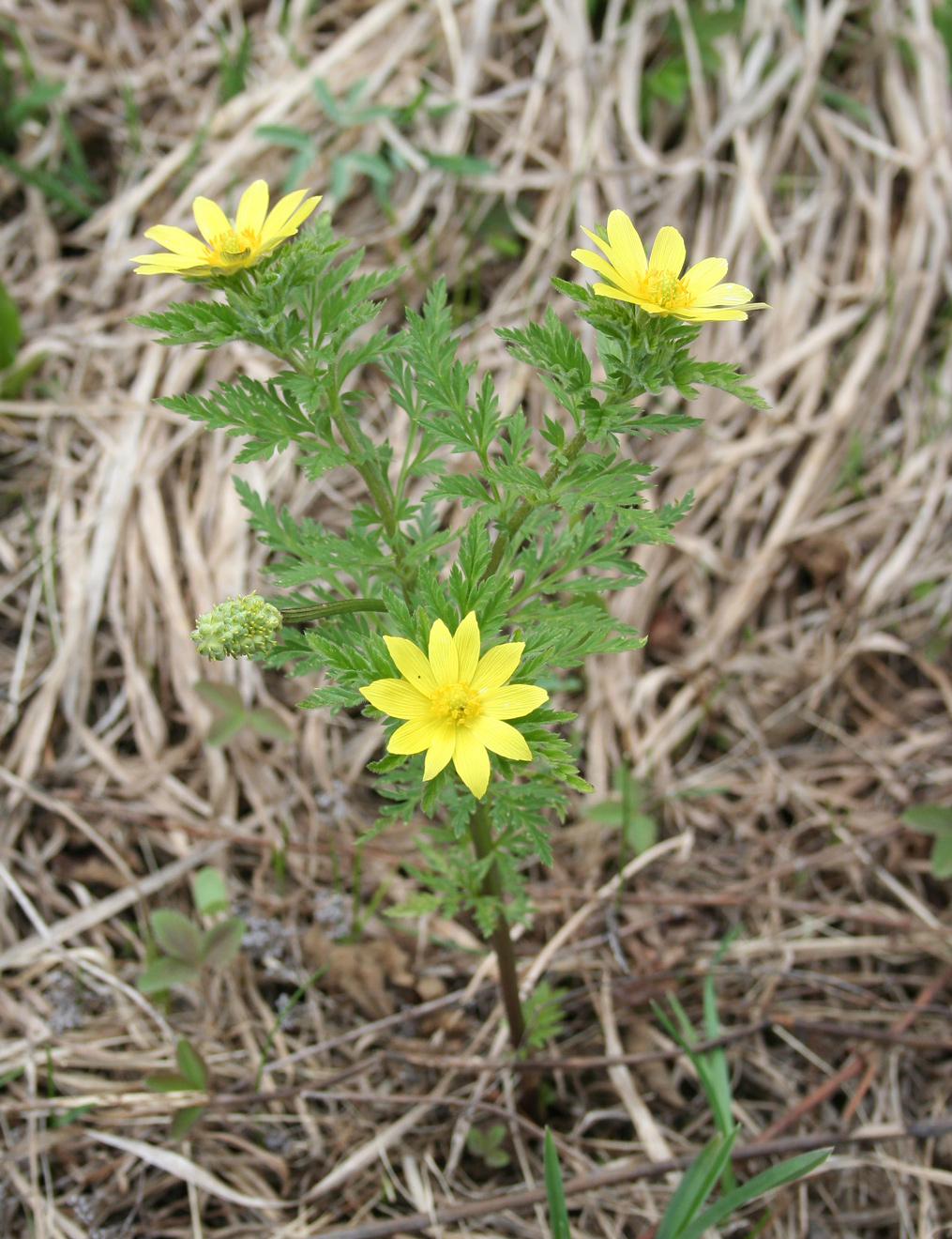 Image of Adonis villosa specimen.