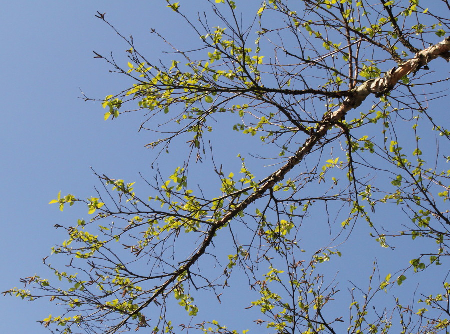 Изображение особи Betula dauurica.