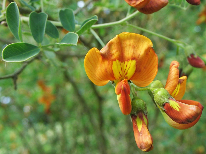 Image of Colutea orientalis specimen.