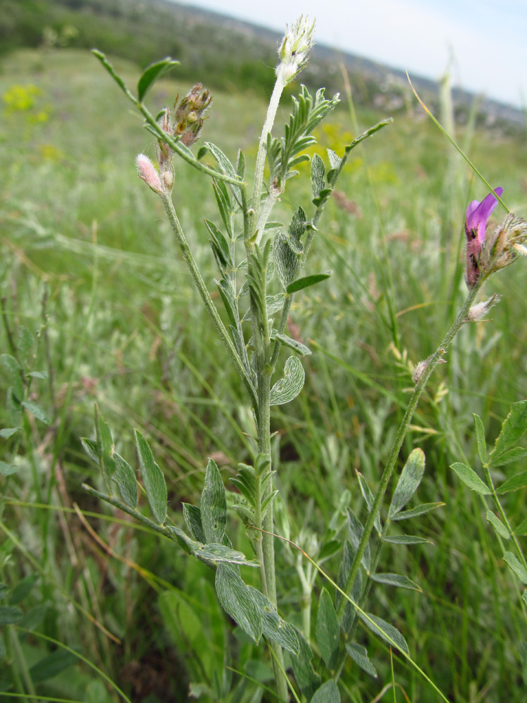 Изображение особи Astragalus varius.