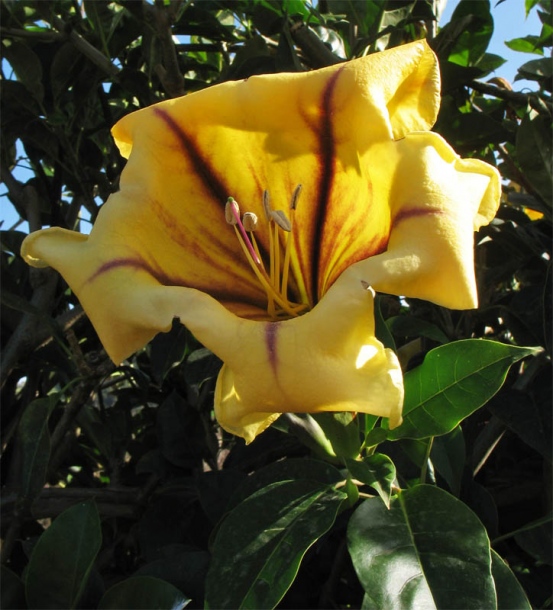 Image of Solandra maxima specimen.