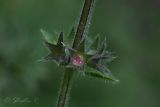 Stachys sylvatica. Плоды. Молдова, Каларашский р-н, лес возле с. Бравичи. 19.06.2014.