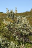 Salix lapponum. Плодоносящий куст в заболоченной тундре. Мурманск, Горелая сопка. Конец августа 2008 г.