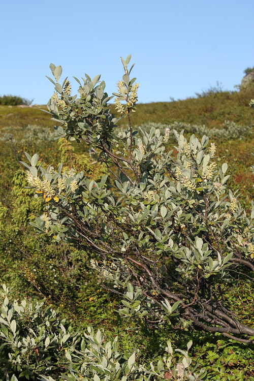 Image of Salix lapponum specimen.