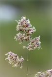 Dactylis glomerata. Часть соцветия. Ленинградская обл., Волосовский р-н, окр. дер. Малый Сабск, берег р. Луга. 29.06.2014.