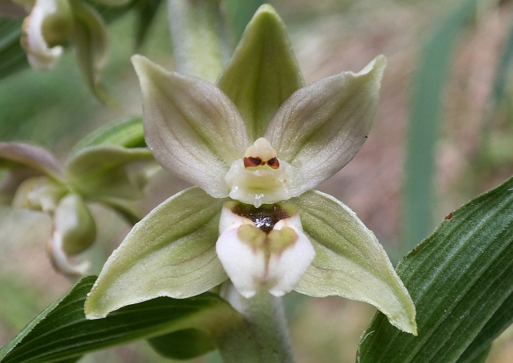 Изображение особи Epipactis helleborine.