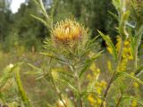 Carlina biebersteinii. Соцветие. Московская обл., Лотошинский р-н, окр. дер. Савостино. 24.07.2014.