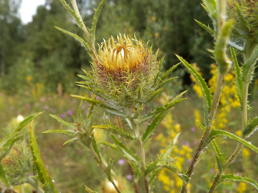 Изображение особи Carlina biebersteinii.