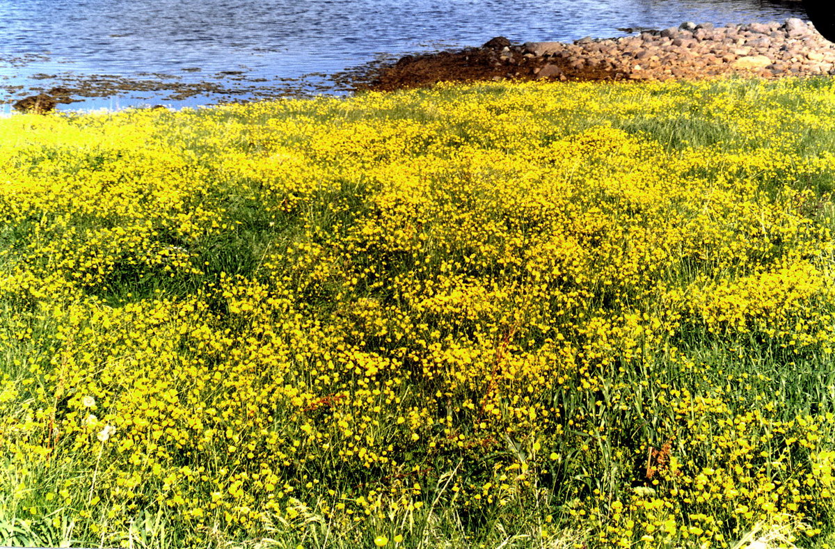 Image of genus Ranunculus specimen.