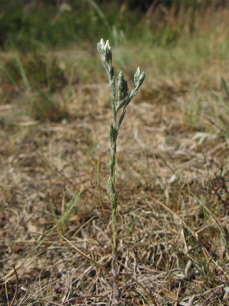 Image of Filago minima specimen.