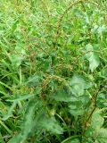 Rumex sylvestris. Цветущее растение. Санкт-Петербург, Выборгский р-н, парк «Сосновка». 15.07.2014.