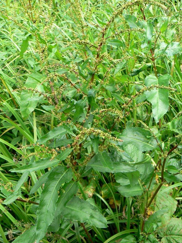 Image of Rumex sylvestris specimen.