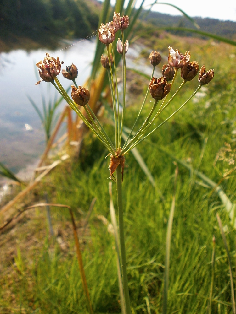 Изображение особи Butomus umbellatus.