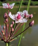 Butomus umbellatus