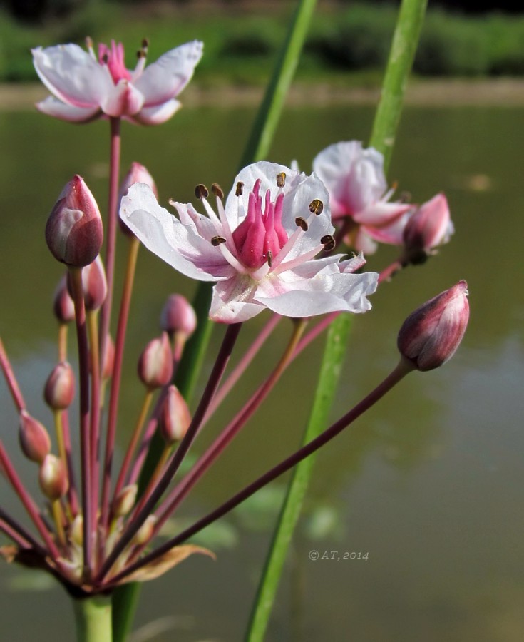 Изображение особи Butomus umbellatus.