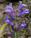 Lobelia siphilitica. Верхняя часть соцветия. Германия, г. Дюссельдорф, Ботанический сад университета. 05.09.2014.