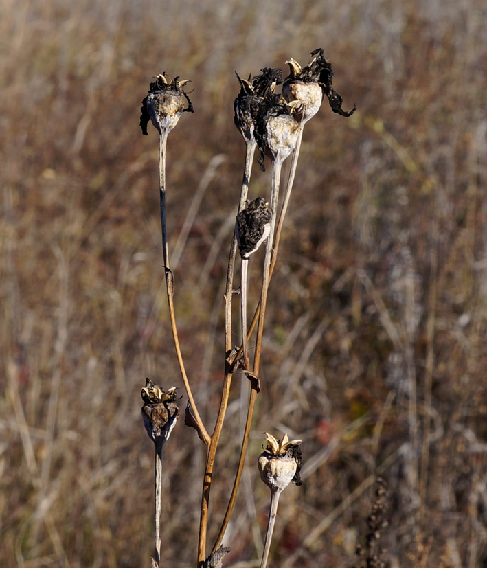 Изображение особи Platycodon grandiflorus.