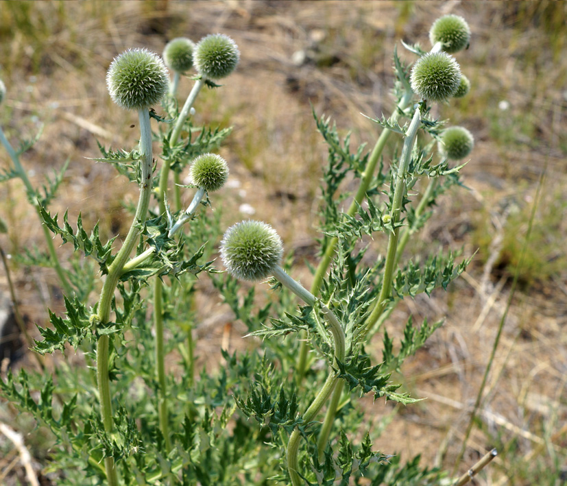 Image of Echinops davuricus specimen.