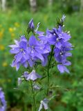 Veronica teucrium