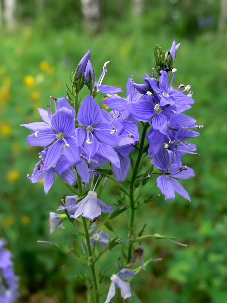 Image of Veronica teucrium specimen.