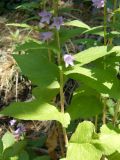 Campanula ruthenica. Нижняя часть цветущего растения. Крым, Ялта, ущелье Уч-Кош. 05.08.2009.