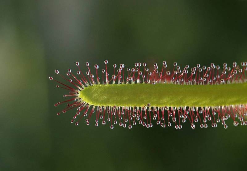 Изображение особи Drosera anglica.