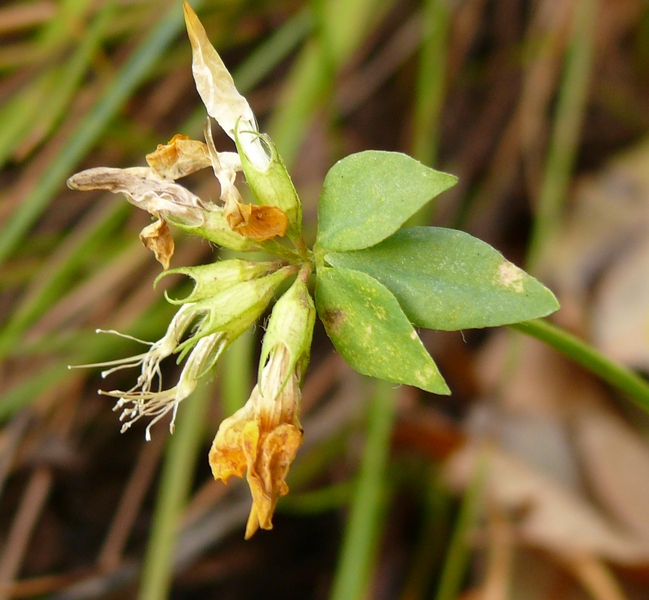 Image of Lotus corniculatus specimen.