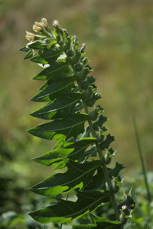 Изображение особи Hyoscyamus niger.