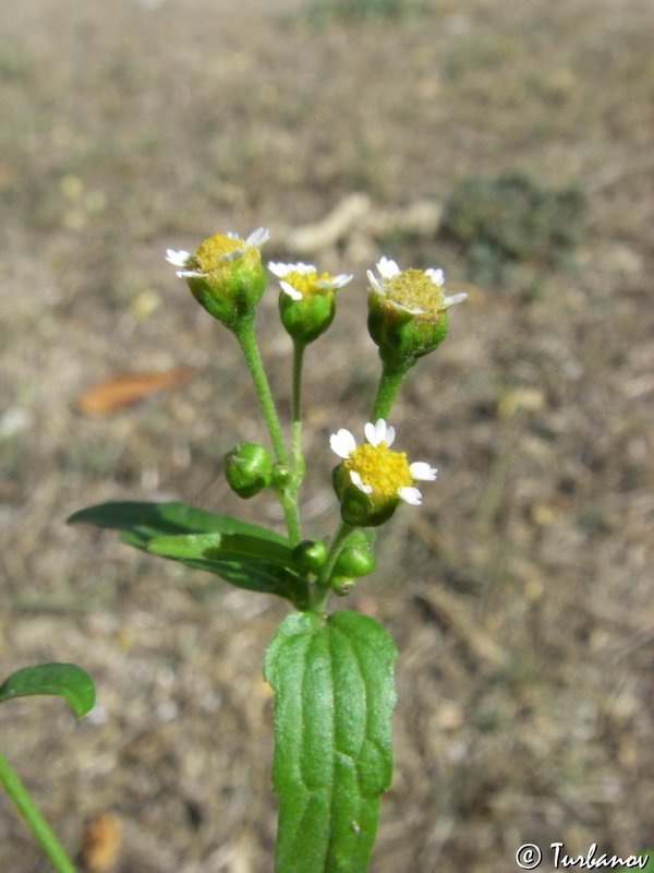 Image of Galinsoga parviflora specimen.