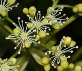 Hydrangea petiolaris. Цветки. Московская обл., Раменский р-н, окр. дер. Хрипань, дачный участок. 19.06.2009.