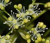 Hydrangea petiolaris