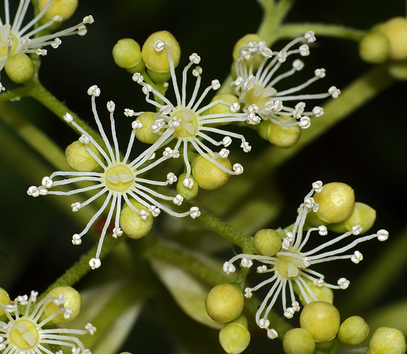 Изображение особи Hydrangea petiolaris.