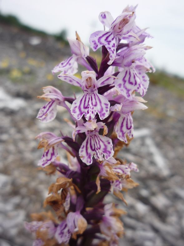 Image of Dactylorhiza maculata specimen.