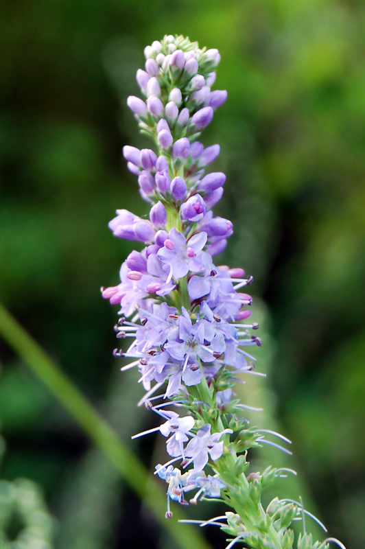 Image of Veronica pinnata specimen.