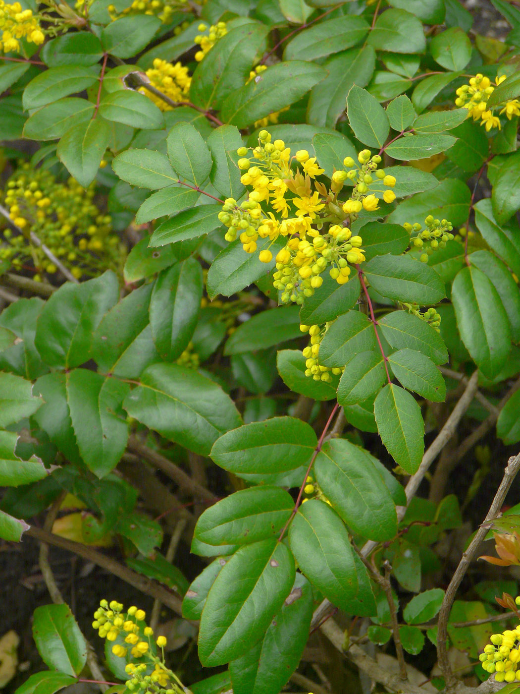 Изображение особи Mahonia aquifolium.