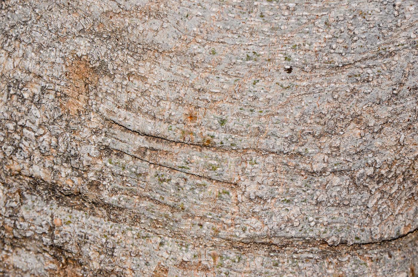 Image of Ficus saussureana specimen.