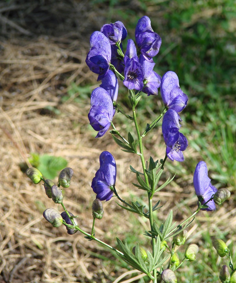 Изображение особи Aconitum ambiguum.