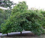 Catalpa ovata