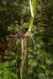 Cirsium oleraceum. Корневище, корни и нижняя часть стебля. Новгородская обл., Боровичский р-н, восточнее дер. Сушани, граница заболоченного лугового склона и сероольшаника. 30.08.2015.