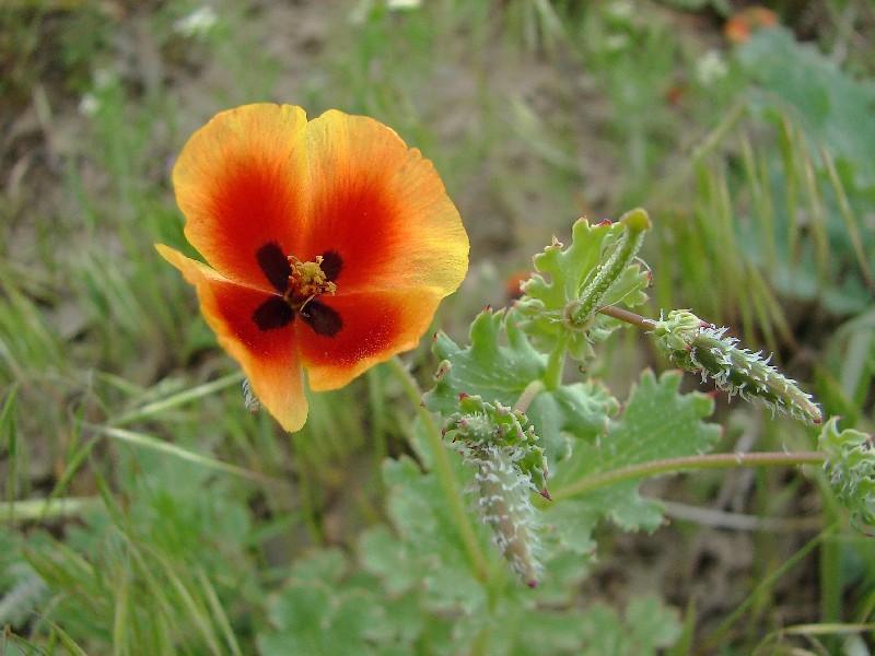 Image of Glaucium elegans specimen.