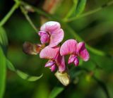 Lathyrus sylvestris. Соцветие. Московская обл., Раменский р-н, окр. ж.-д. платформы Хрипань, просека под ЛЭП. 08.08.2015.