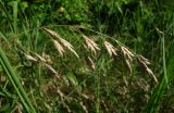 Bromus commutatus