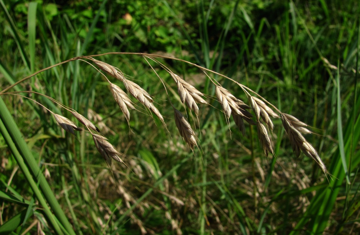 Изображение особи Bromus commutatus.