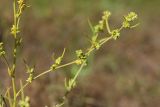 Atriplex littoralis. Побеги плодоносящего растения. Ленинградская обл., побережье в р-не пос. Большая Ижора, близ берега озерка между песчаными береговыми валами. 30.08.2015.