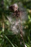 Cirsium heterophyllum. Верхушка усыхающего плодоносящего растения с осыпающимися плодами. Ленинградская обл., Всеволожский р-н, окр. пос. Медовое, сырой мелколиственный лес. 24.08.2015.