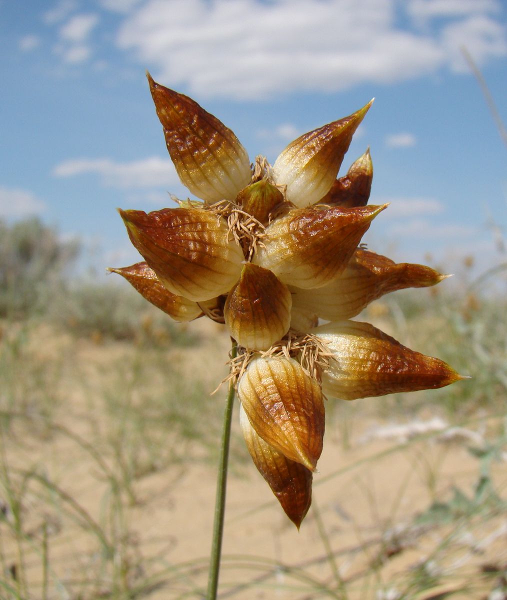 Изображение особи Carex physodes.