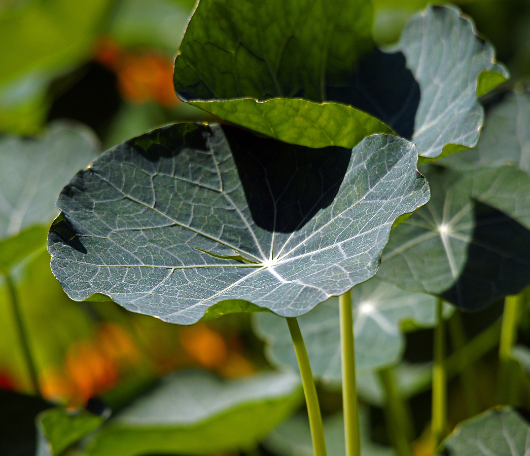 Изображение особи Tropaeolum majus.